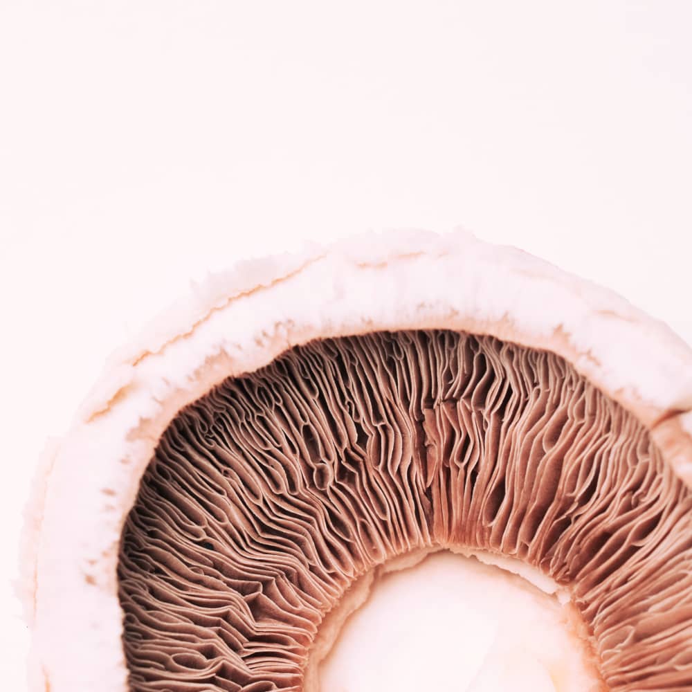 قارچ دکمهای تازه و درجهیک